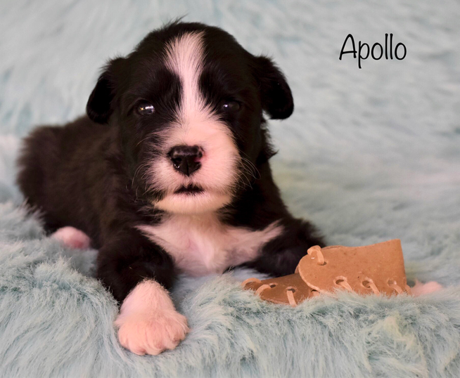 Bearded Collie Welpen, Beardie, Sparkling Miracle Beardies Alonso