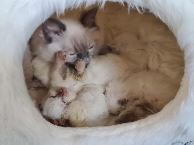 Den verbleibenden fünf Babies geht es soweit gut - heute sind sie in einen kleinen Laufstall umgezogen und Mama Hailey hat die Kuschelhöhle als Nest auserkoren