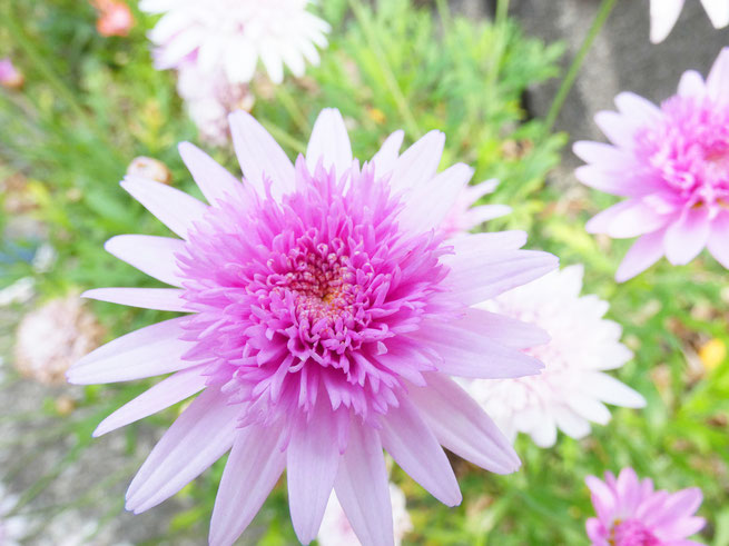 5月に入ると草花の輝きがぐんと増す下田。からりとした気持ちの良い日は格別です