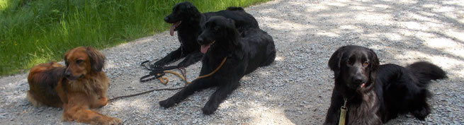 Mehrere Hunde warten im Platz