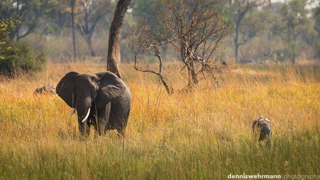 bushwalk  chiefs island okavango delta botswana