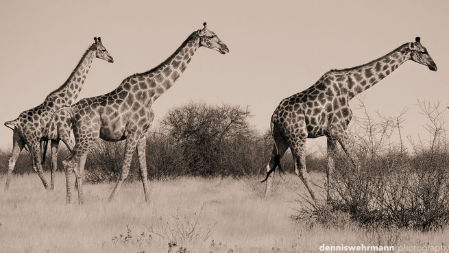 giraffen etosha nationalpark namibia