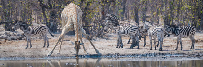 khwai private concession | botswana 2017