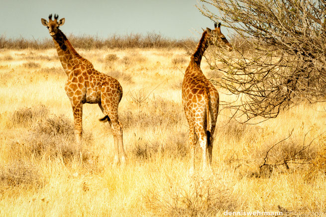 giraffe etosha nationalpark namibia