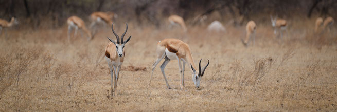 springbok nxai pan national park botswana