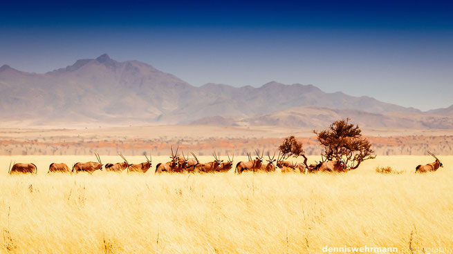 namib naukluft park namibia