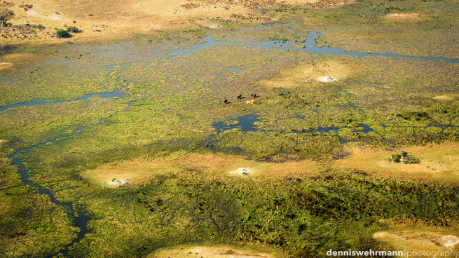 birds eye view bushwalk chiefs island okavango delta botswana