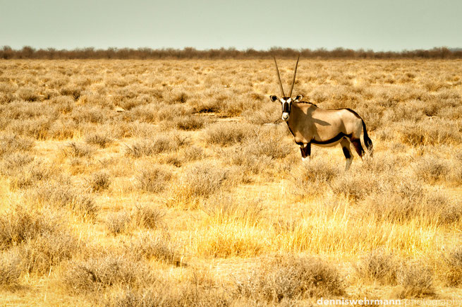 etosha nationalpark namibia