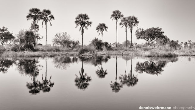 chiefs island okavango delta botswana