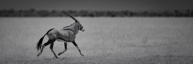 oryx central kalahari national park botswana