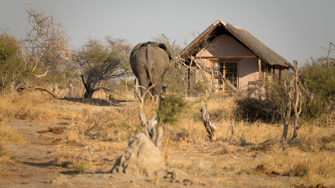 elefant vs chalet | elephant sands | botswana