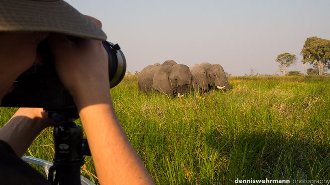 elephants  gunns camp okavango delta botswana