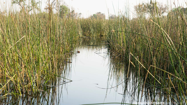 mokoro  gunns camp okavango delta botswana