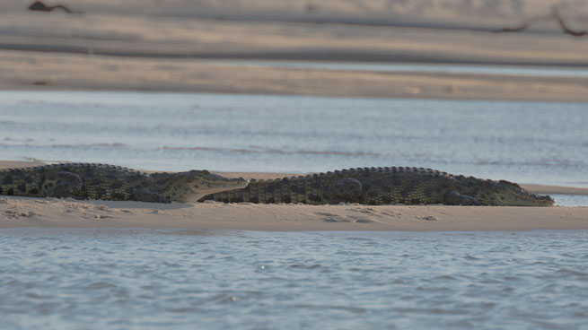 krokodile | sambesi | kalizo lodge | caprivi strip | namibia 