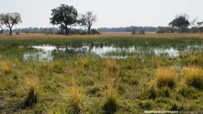 chiefs island okavango delta botswana