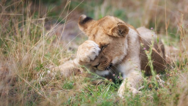 lion khwai private concession | botswana 2017