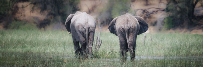 Elephants Boteti river Makgadikgadi Nationalpark