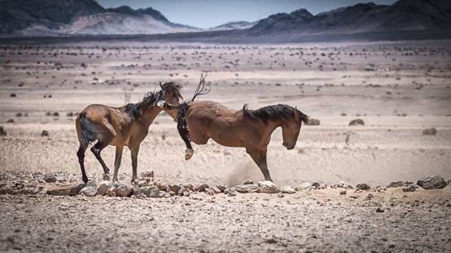 namib pferde | garub | namib wüste | namibia