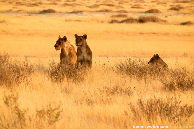 löwen etosha nationalpark namibia