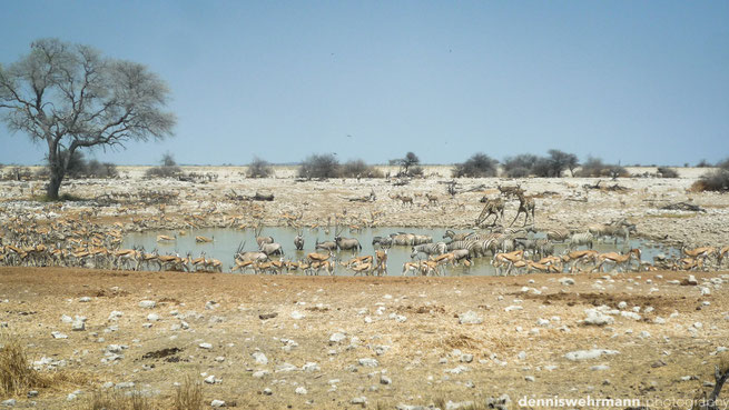 wasserloch etosha nationalpark namibia