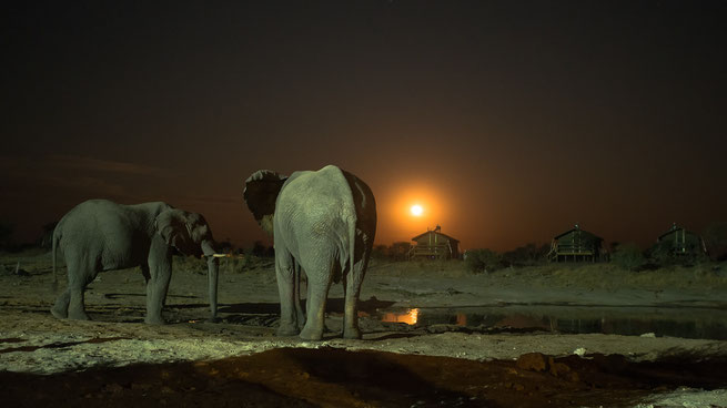 elefanten im mondschein | elephant sands | botswana