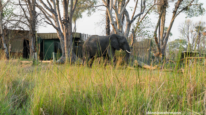 elephants gunns camp okavango delta botswana