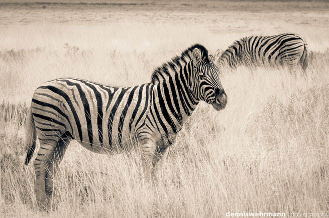 zebra etosha nationalpark namibia