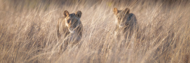 Löwen Central Kalahari Botswana