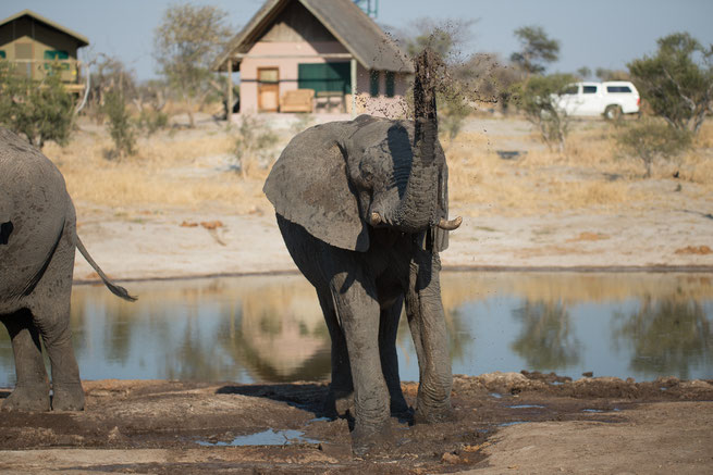 elefanten | elephant sands | botswana