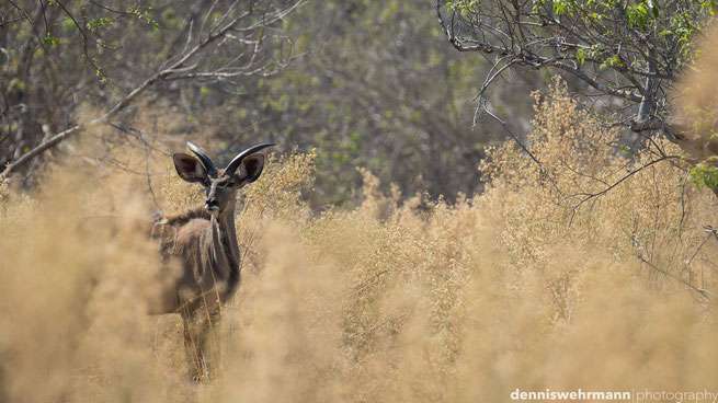 bushwalk  chiefs island okavango delta botswana