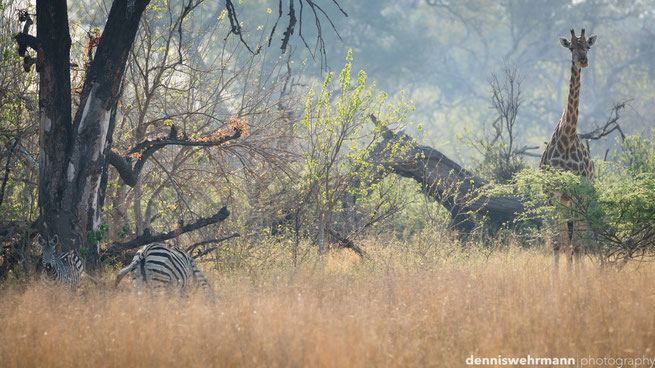 bushwalk  chiefs island okavango delta botswana