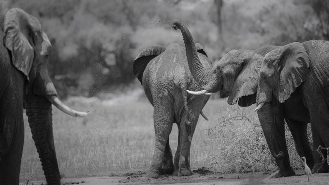 Elephants Boteti river Makgadikgadi Nationalpark