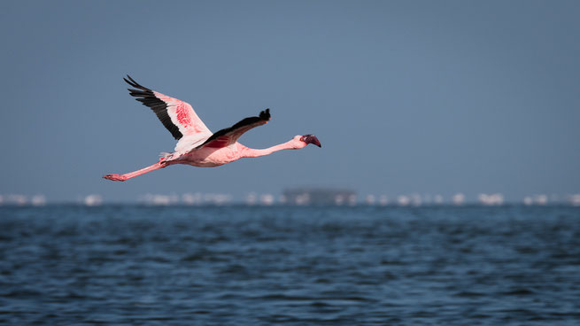 flamingo namib wüste namibia