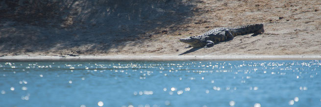 krokodil | mokoro fahrt kavango | ngepi camp | caprivi strip | namibia 