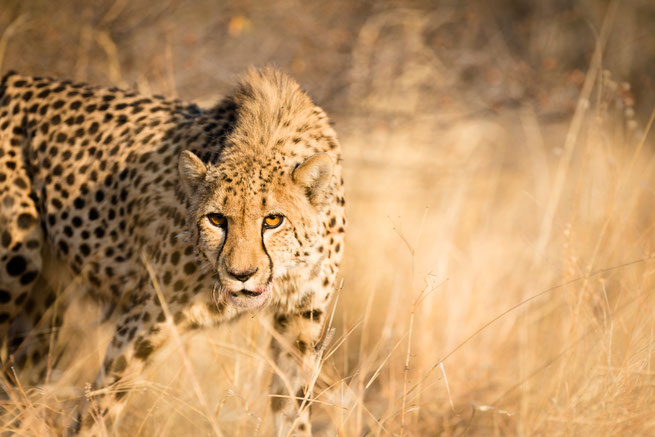 cheetah | Aloegrove Safari Lodge | namibia