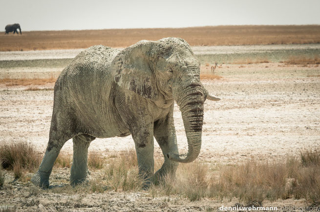 elefant etosha nationalpark namibia