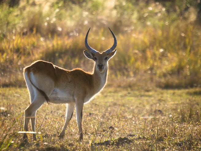 lechwe | kwando | mazambala island lodge | caprivi strip | namibia