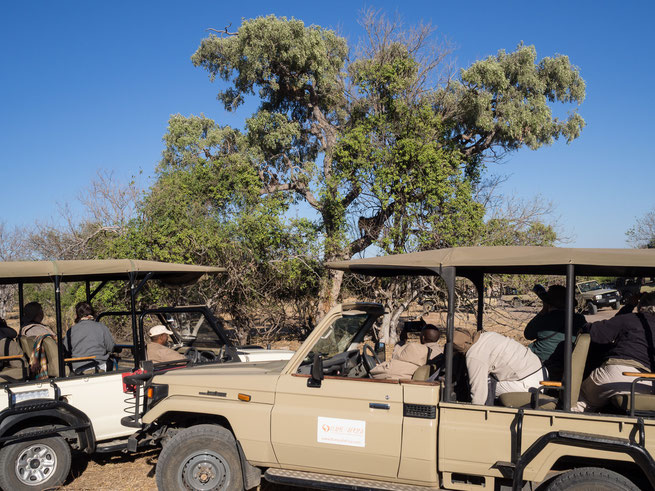 leopard | chobe national park | kasane | botswana