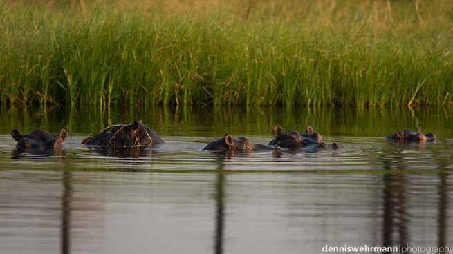 hippo  gunns camp okavango delta botswana