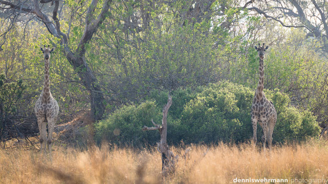 bushwalk  chiefs island okavango delta botswana