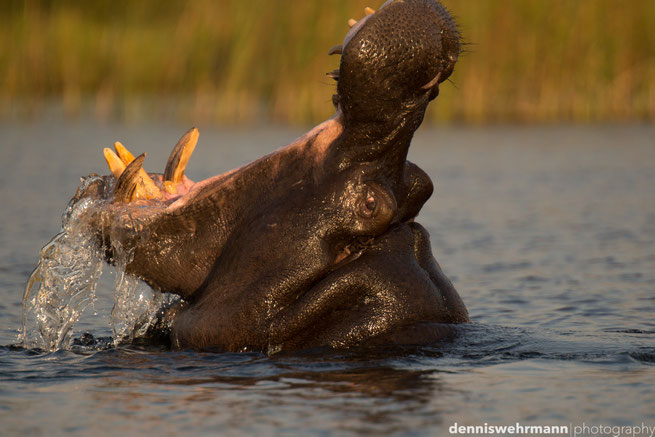 hippo  gunns camp okavango delta botswana