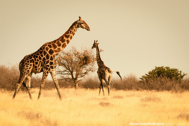 giraffen etosha nationalpark namibia