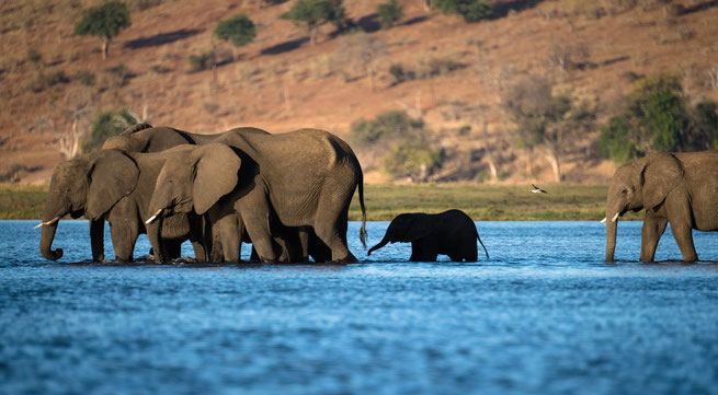elefanten | sedudu island | chobe riverfront | kasane | botswana