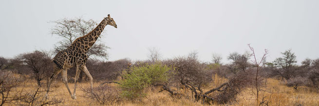 giraffe nxai pan national park botswana