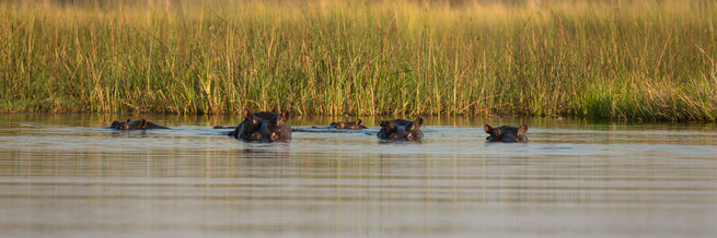 hippo nilpferd gunns camp | okavango delta | botswana