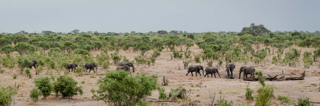 elephants khwai private concession | botswana 2017