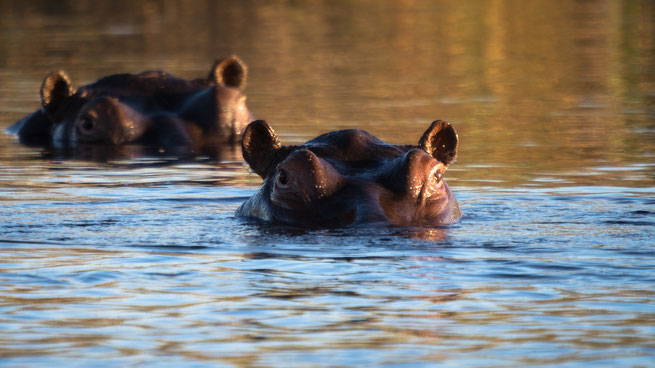 hippo pools | kwando | mazambala island lodge | caprivi strip | namibia 