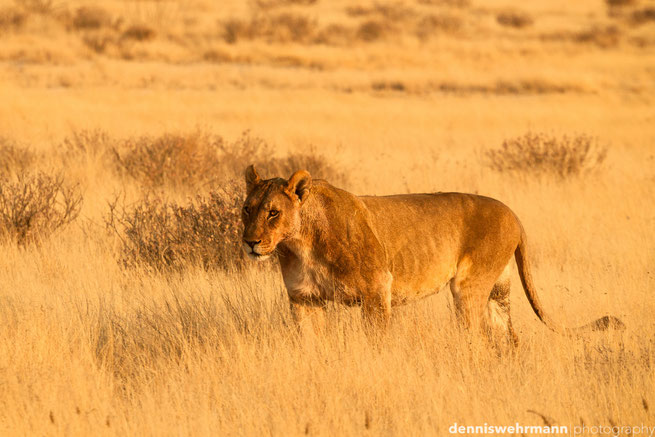 löwen etosha nationalpark namibia