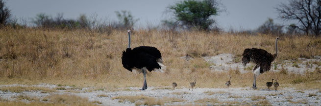 nxai pan national park botswana