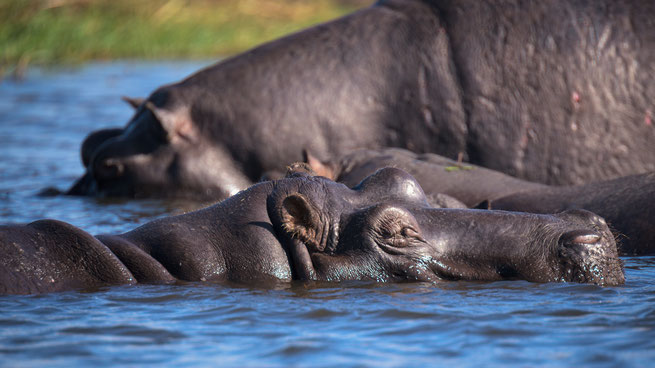 hippos | sedudu island | chobe riverfront | kasane | botswana